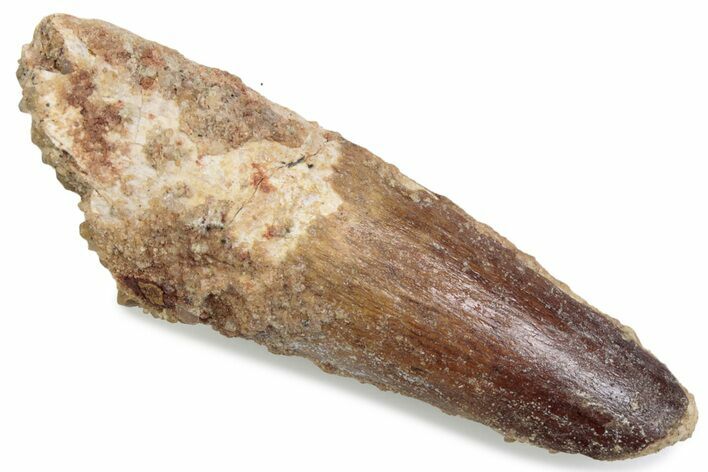 Fossil Spinosaurus Tooth - Feeding Worn Tip #376412